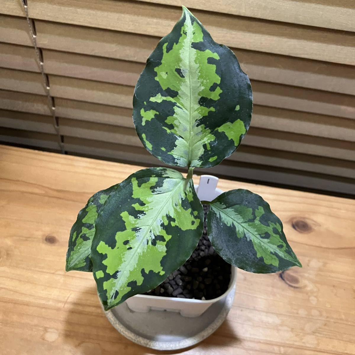 Amazon.co.jp: アグラオネマ ピクタム ニルヴァーシュ① 常湿育成株 AZ